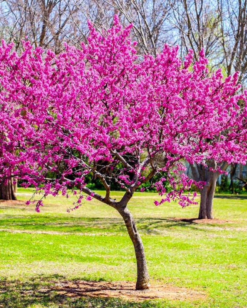 Oklahoma Redbud in full bloom before leafing out. 